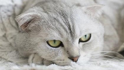 水印解析接口源码是什么？详细解析与实现方法介绍