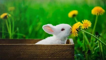 最新短视频去水印API源码：真的亲测有效吗？